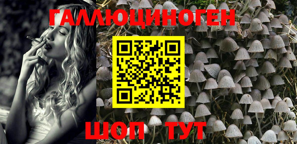 Галлюциногенные грибы Psilocybe Обнинск